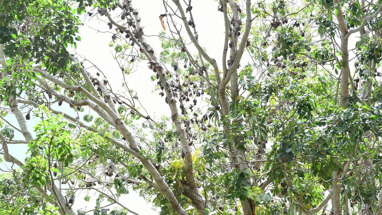 Flying foxes pictured in one of the back yards which has been infested by flying foxes in Alice River. Picture: Shae Beplate.