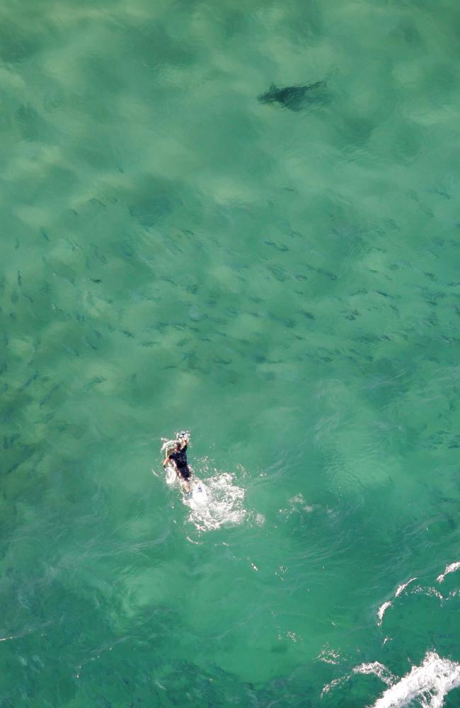 The world’s best and brightest are being encouraged to apply for funding to develop innovative projects to help protect beachgoers from shark interactions. Picture: Cameron Richardson.