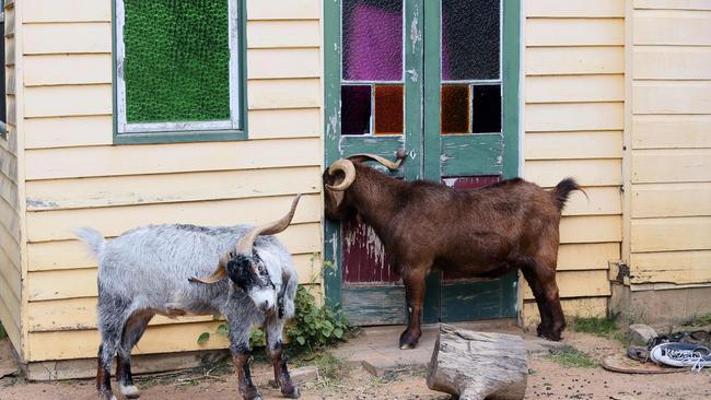 About 80 animals, including these goats, roam free at Farm Animal Rescue, Dayboro.