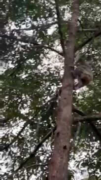 Two koalas found during Coffs Harbour Bypass work (video one)