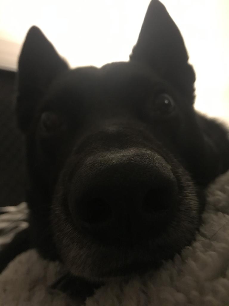 15/10/2020 - Here is hunter my baby boy been by my side always we’ve been through a lot he’s almost 8 years old kelpie cross Belgian shepherd he’s got the cutest nose to boop aroundIn redcliffe Picture: Cassie greco