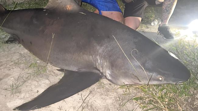 A shark claimed to have been caught at Lake Orr on the Gold Coast. Picture: Facebook