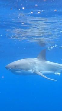 Aussie family films once-in-a-lifetime great white encounter