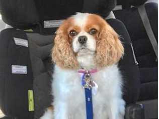 Dana the cavalier passed away in suspicious circumstances. Picture: Contributed