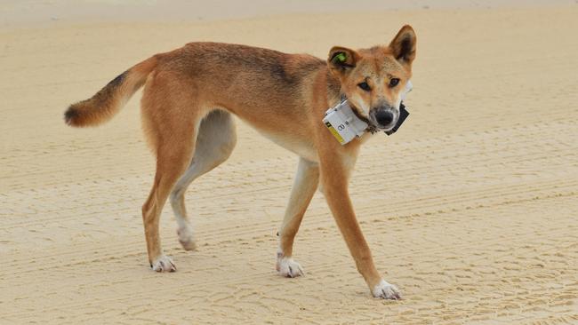 A high-risk dingo fitted with a GPS collar on K'gari Island in Queensland. Picture: Supplied