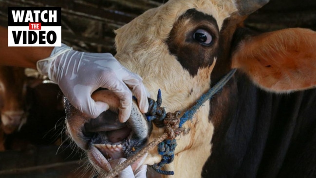 Foot and mouth disease, a real threat to Australia's livestock industry