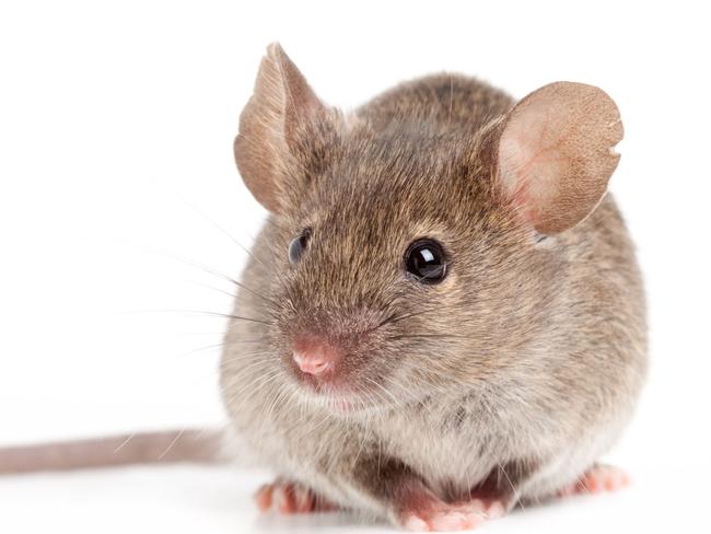 Grey mouse isolated on white. Thinkstock image 147038185