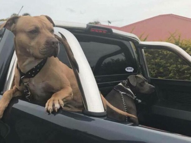 Sarge the Staffy has been given a destruction order by the Moreton Bay Regional Council after he is alleged to have bit someone. Picture: Sarge's family.