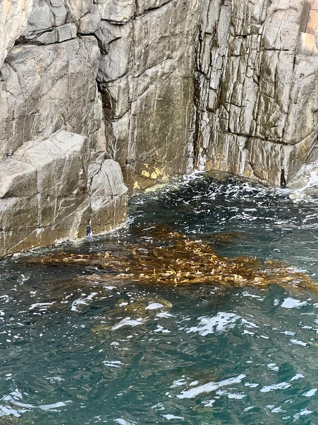 Remnant giant kelp at Tinderbox near Hobart.