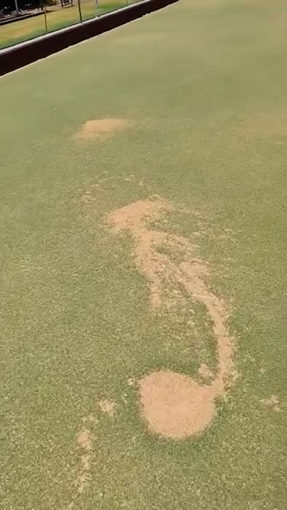 NSW bowling club's greens poisoned in vile attack