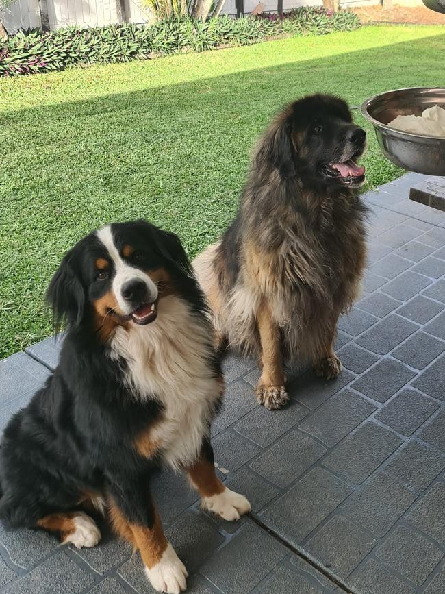 Storm and Kaiser from Helensvale. These gentle giants have hearts of gold and they bring smiles to every body's faces that they meet