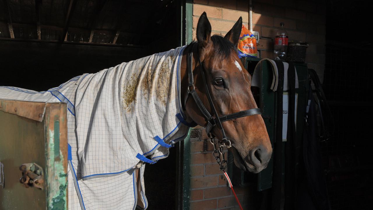 Two-time Everest winner Redzel at the stables after trackwork at Royal Randwick Racecourse on October 14, 2019. Picture: AAP Image/Simon Bullard