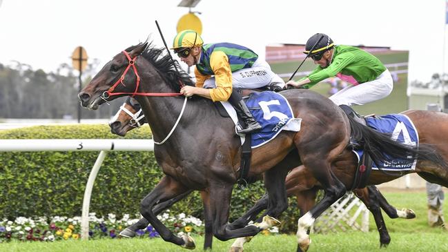 Ceolwulf will be Joe Pride’s first runner in the Australian Derby. Picture: Bradley Photos