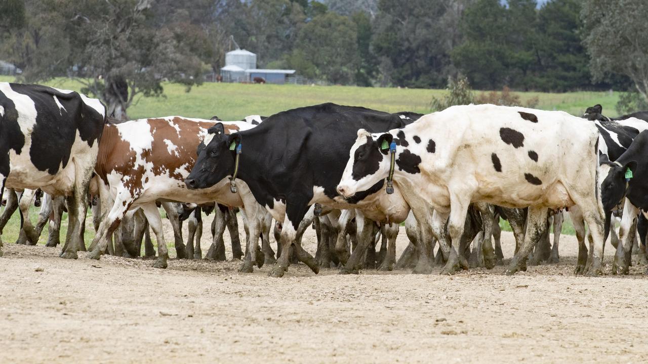 A woman has been rushed to hospital with a severe hand injury after a cattle drafting accident on a South Burnett property on Sunday.