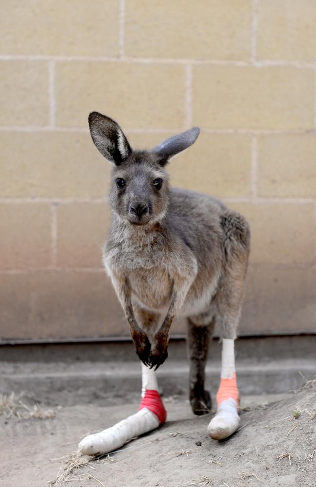 Many animals were treated for burnt paws trying to escape the flames, like this little joey did trying to flee the Sampson Flat fires. Picture: Tricia Watkinson.