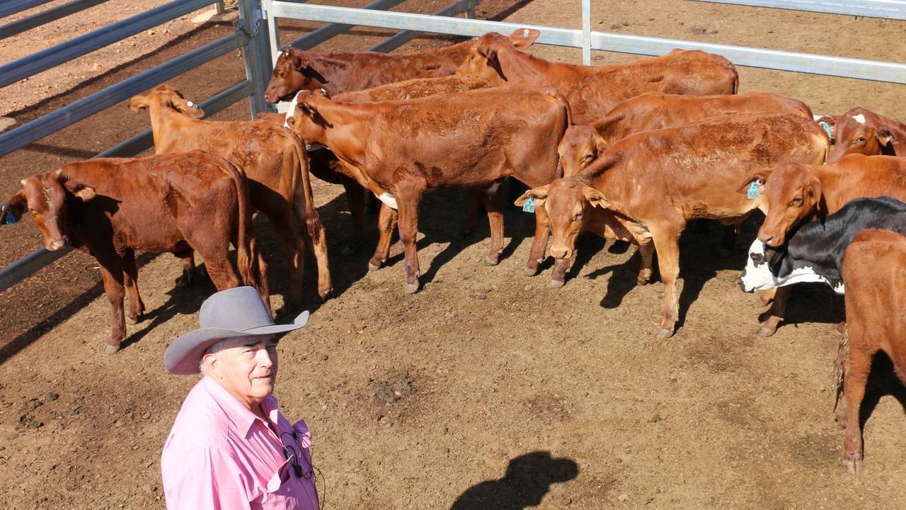 Elders Roma Auctioneer Peter Fleming with a pen of K G Savidge steers.