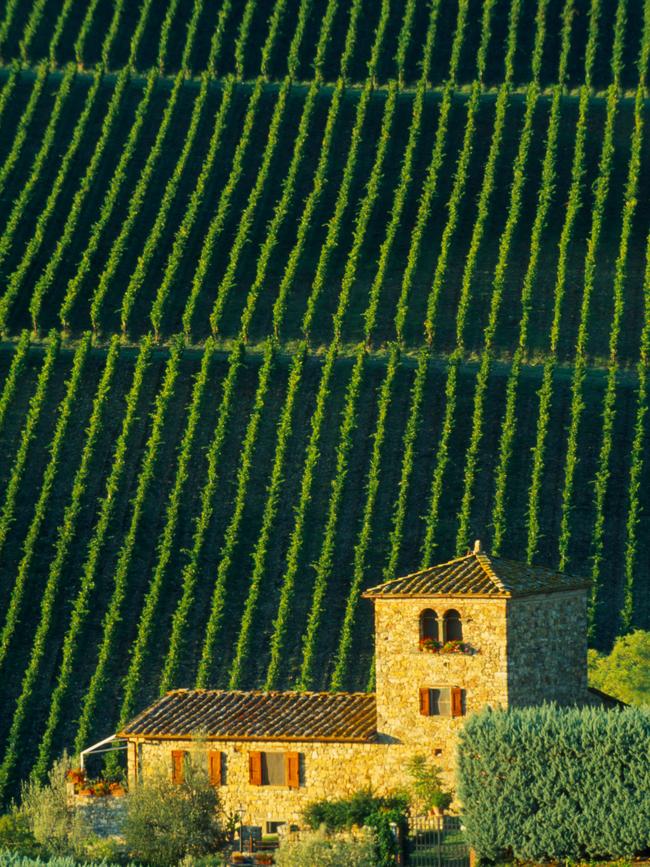 Tuscan vineyards