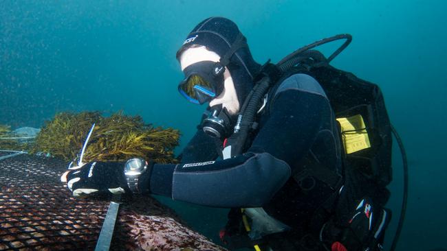 Marine ecologists sewing in crayweed to the ocean floor. Picture: John Turnbull