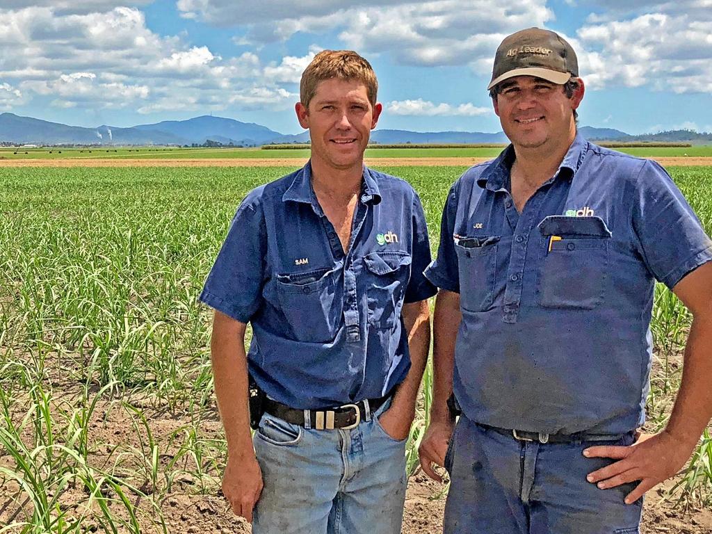 Cane farmers hope for rain after season finishes | The Weekly Times