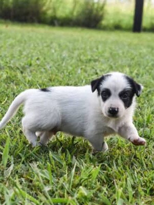 Jed Darragh's Border Collie. Photo: supplied