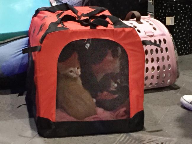 A resident’s cats outside the building on Saturday night. Picture: Derrick Krusche