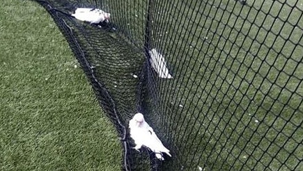 The cockatoos caught in netting at the Croydon athletics. Picture: Cath Pezza/Facebook.