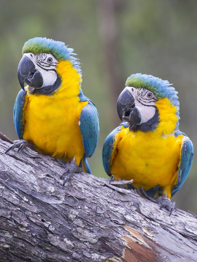 Dante and Calypso. Picture: MELVYN KNIPE