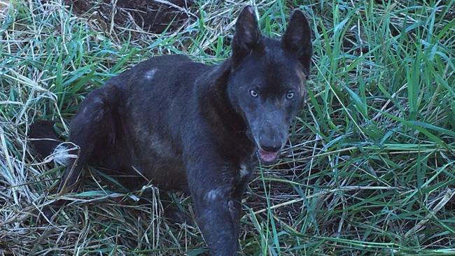 Wild dog: One of three caught in one week at Doug and Jan Cody's farm in Nashua.