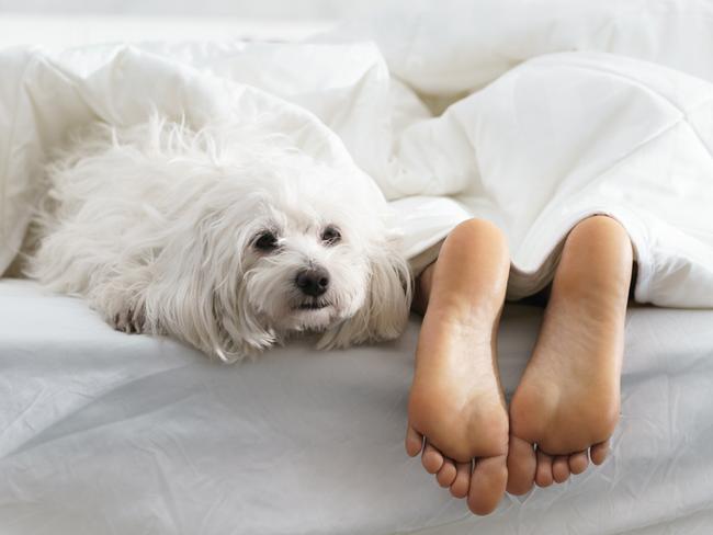 Sleeping with your pets could be damaging to your health. Picture: iStock