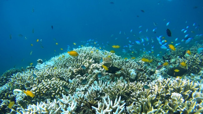 Great Barrier Reef isn’t bouncing back like we thought, QLD scientists ...