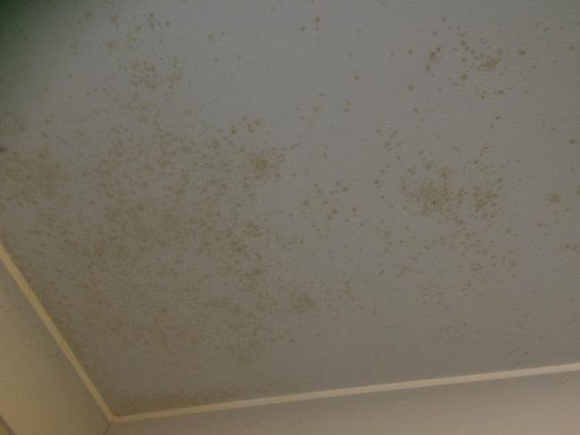 Sydney’s ‘perfect Storm’ Of Mould-growing Conditions 