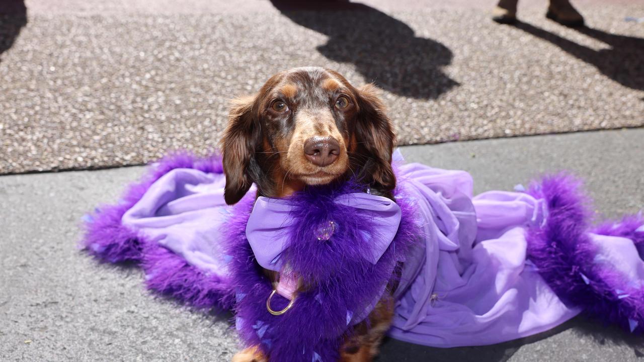 Prada at the Ray White Surfers Paradise Next Top Dogel competition on Tedder Avenue Main Beach. Picture, Portia Large.