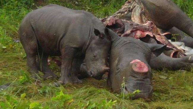 Ivory trade images.  Dead-poached-rhino with calf at her side.