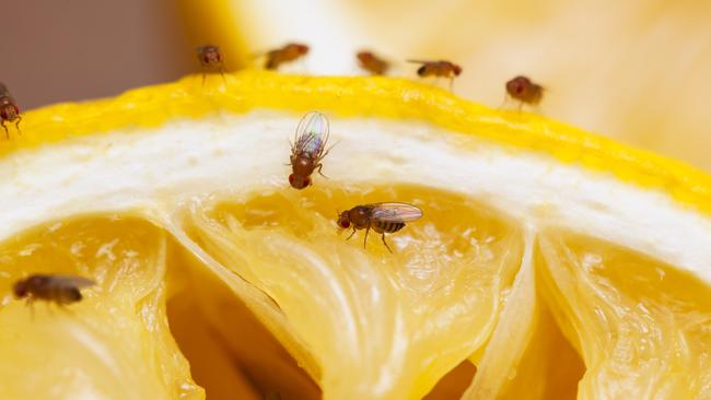 Fruit flies on squeezed lemon slice; see other similar images: