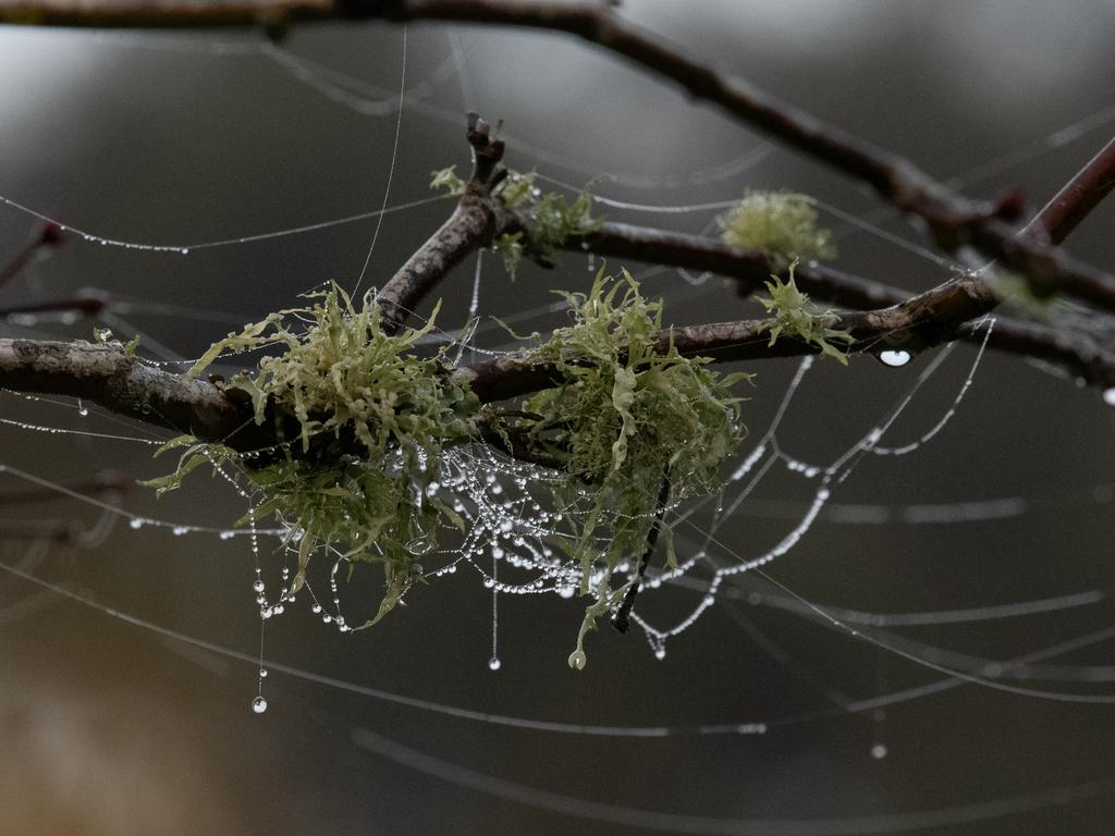 “Lacy Lichen” won third place in Plants Fungi. The image was taken at Waimauku Residence, Auckland, New Zealand. Picture: Catilin Germanis/TNC Oceania Photo Contest