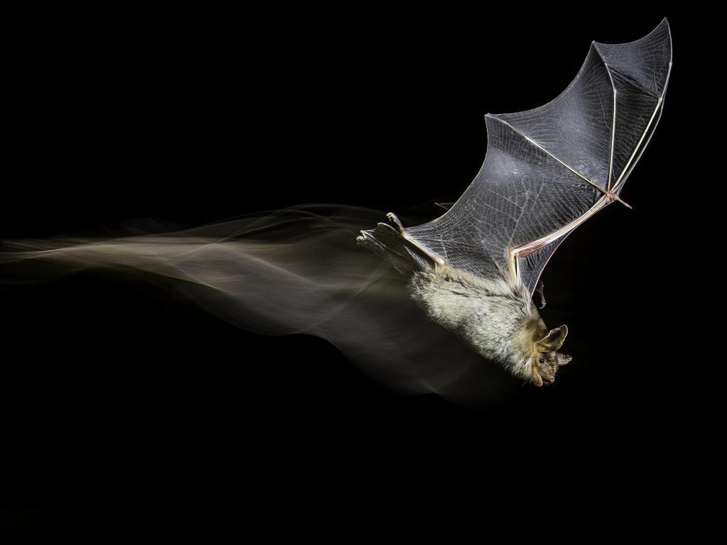 Lumix People’s Choice Award: The Bat’s Wake by Antonio Leiva Sanchez, Spain/Wildlife Photographer of the Year 2018/Natural History Museum. After several months of field research into a little colony of greater mouse-eared bats in Sucs, Lleida, Spain, Antonio managed to capture this bat mid-flight. He used a technique of high speed photography with flashes combined with continuous light to create the ‘wake’.