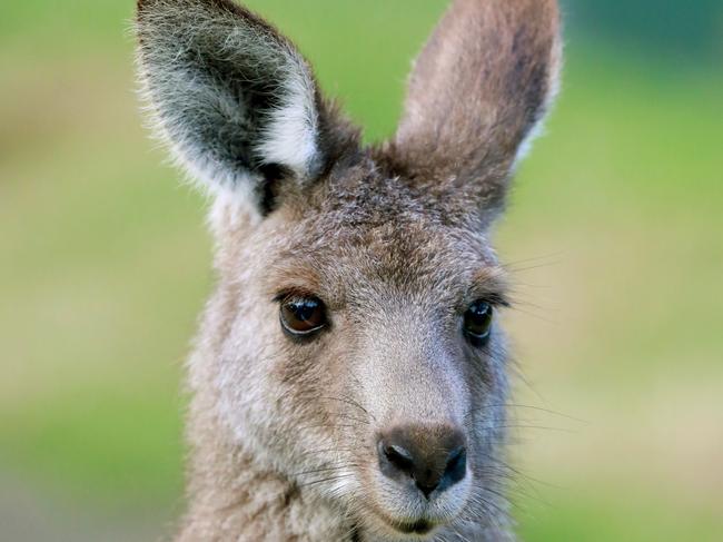 WENTWORTH COURIER/AAP.  Kangaroo inside Central Gardens in Merrylands. Merrylands, Monday 24 June, 2019. New sugar gliders now have a home in the newly built Nocturnal House inside Central Gardens. They will live alongside brush tail and ring tail possums. (AAP IMAGE / Angelo Velardo)