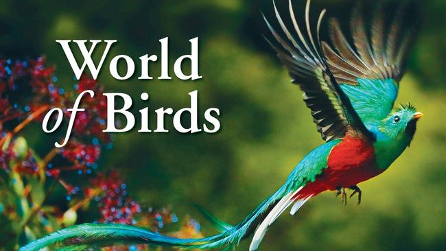 World of Birds is available from book stores for $24.99. Picture: Supplied/World of Birds