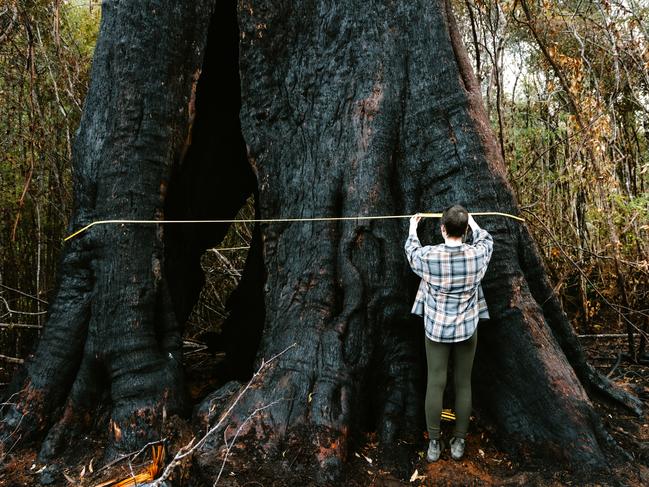 A giant tree, believed to be hundreds of years old and known to be a breeding ground for the endangered Swift Parrot has been burnt during logging burns according to the Bob Brown Foundation. Picture: Bob Brown Foundation