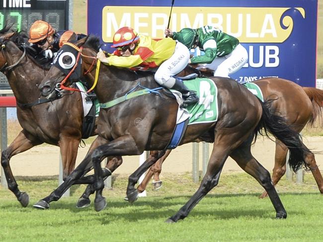 Merc is ready to run a big race when kicks off his campaign in the Narooma Cup. Picture: Bradley Photos