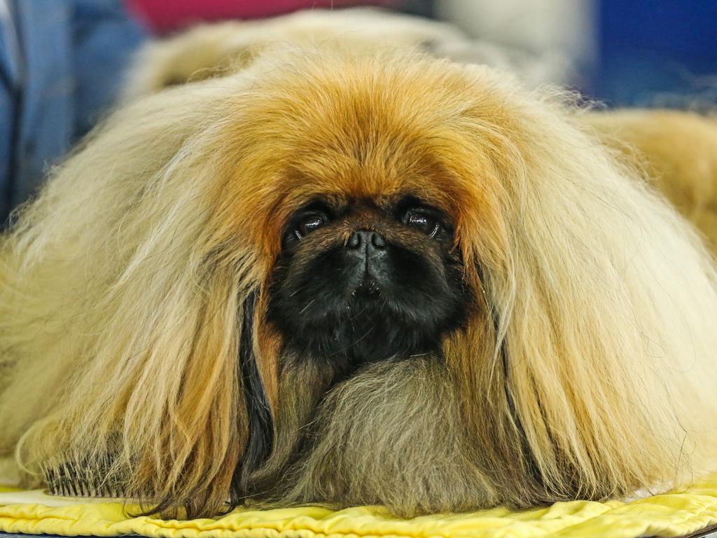 A Pekingese at the 2022 Ekka dog show. Picture: Zak Simmonds