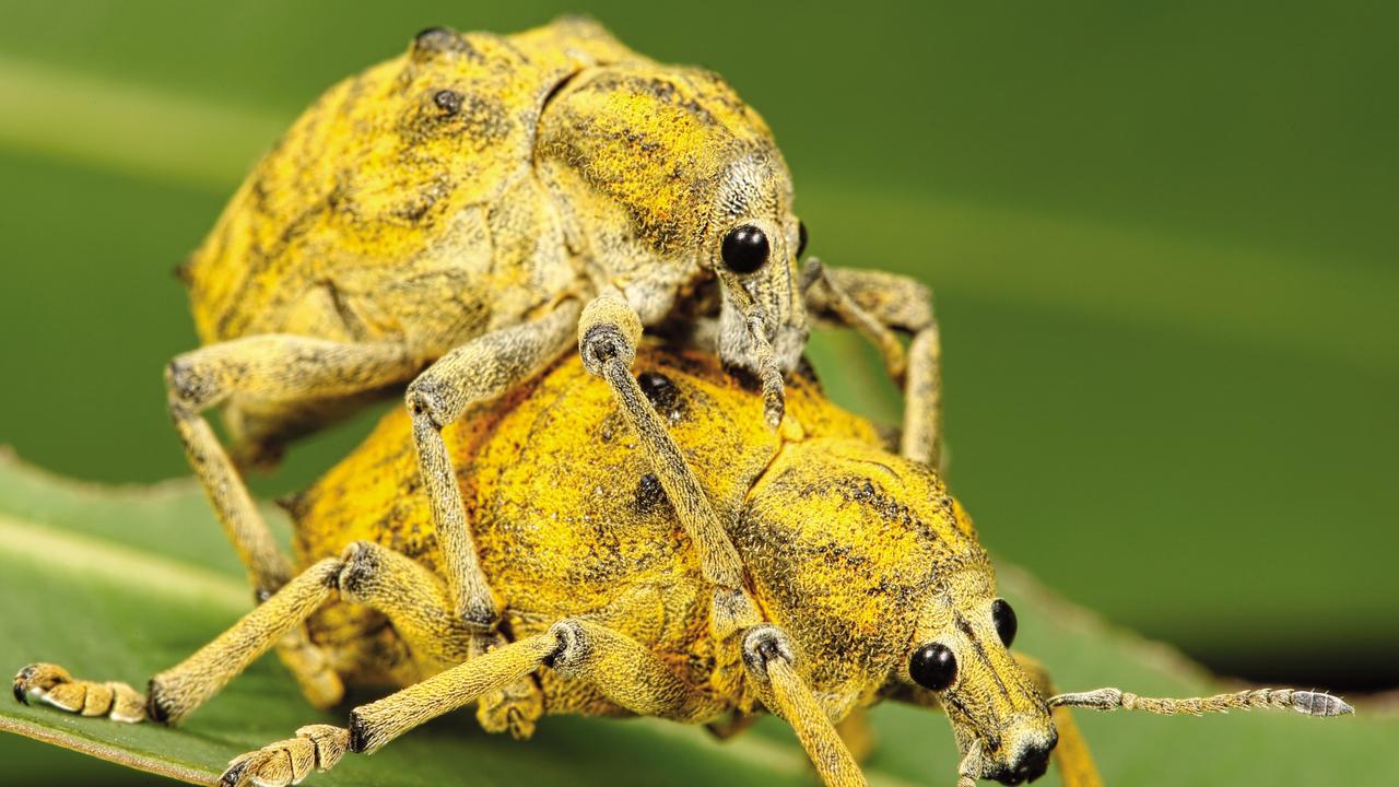 Holding on - A male weevil (Gonipterini) has found his mate and is secure on her back. During breeding season, pairs will often spend long periods of time linked together. The males, having found a receptive female, are keen to hold on to their catch. An image from the book, Minibeasts by Alan Henderson. Picture: Minibeasts/Alan Henderson Minibeasts, is available from www.exislpublishing,com and wherever incredible books are sold.