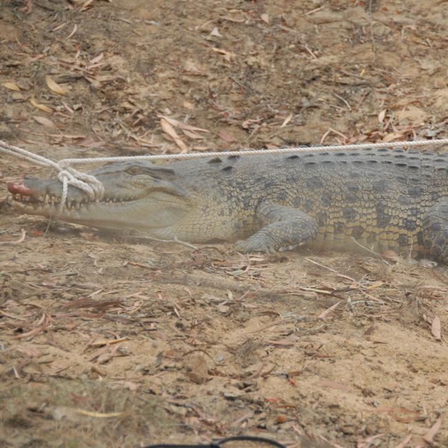 Police spotted a 3m croc in the area. Picture: University of Queensland