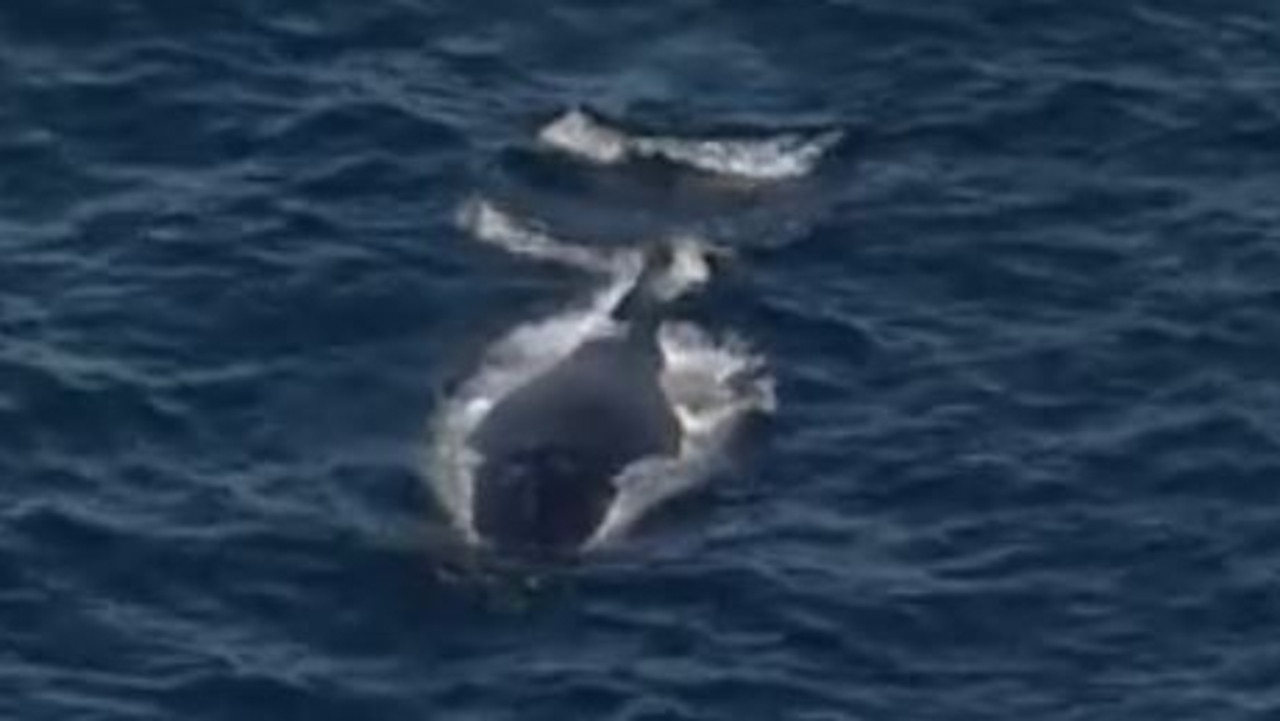 Freedom: the whale was successfully disentangled by the rescue crews on Friday. Picture: 9NEWS