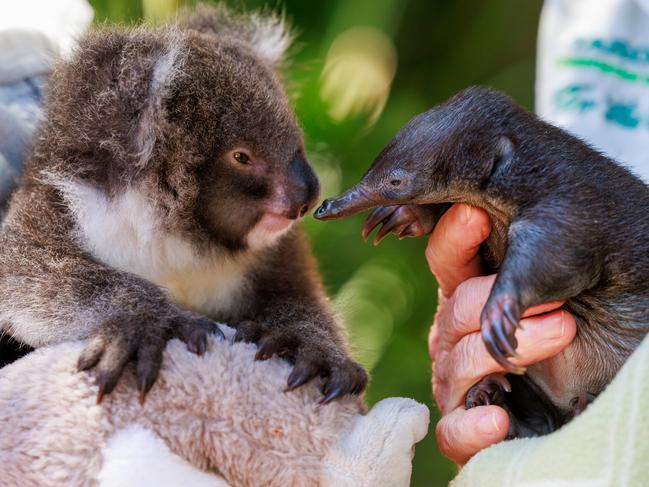 Koala joey, Gracie also known as Gizmo, meets echidna puggle, Milly, at Taronga Zoo. Picture: Justin Lloyd.