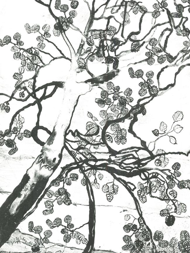 Deciduous beech (fagus). Lithography by Tasmanian artist Kaye Green. Picture: Supplied