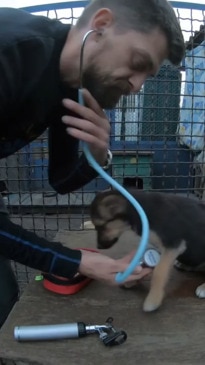 Aussie vet in Ukraine helping homeless pets