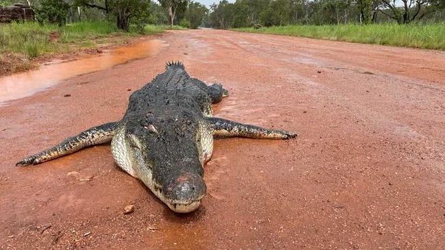 A 4.5m crocodile was shot by traditional owners in Gunbalanya earlier this year. Picture: Dan McLaren