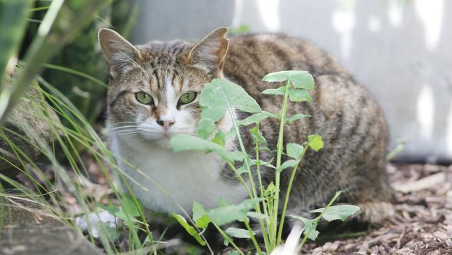 Stray cat colonies to continue if trap, neuter, release programs are ...