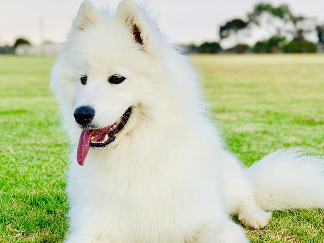 Sasha, sent in by Sharayah Kowalick, Whyalla.